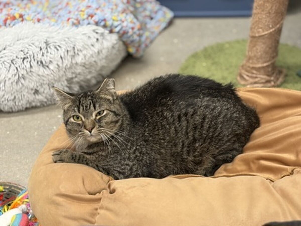 Brandywine Valley SPCA | Adopt a Cat