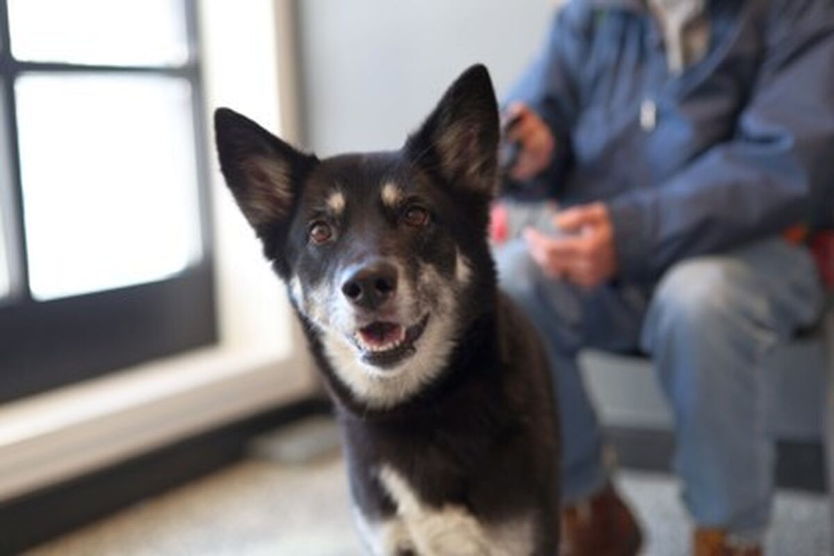 Brandywine Valley SPCA | Foster