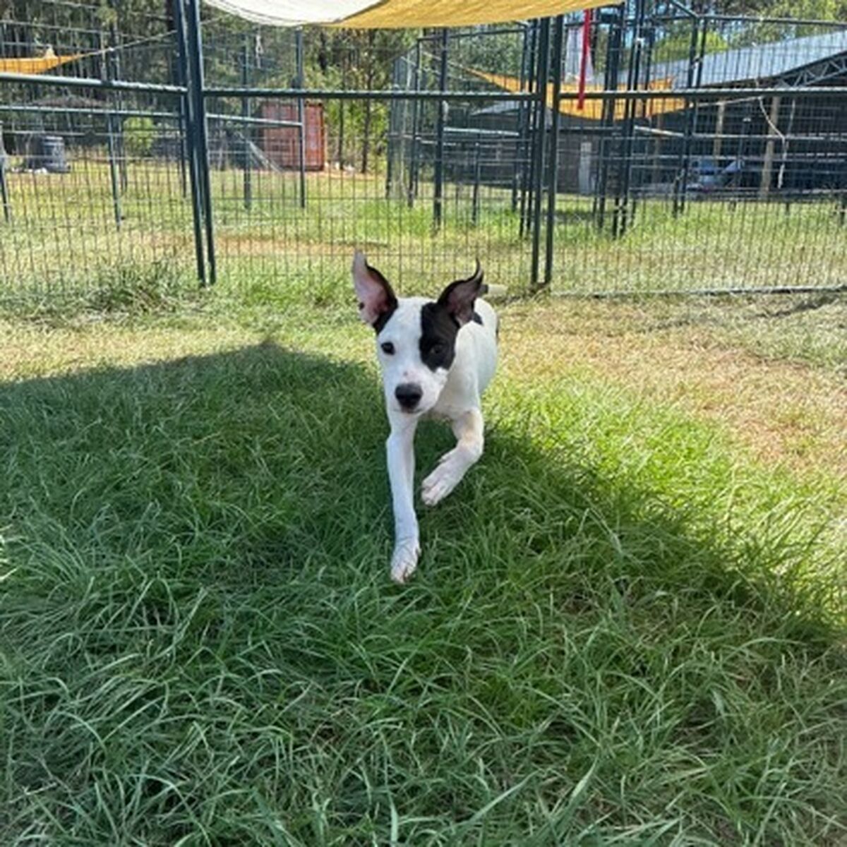 Brandywine Valley SPCA | Coraline FKA Zero