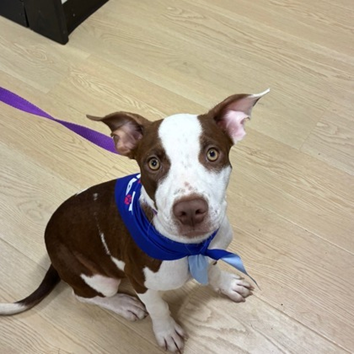 Brandywine Valley SPCA | Wybie FKA Jack