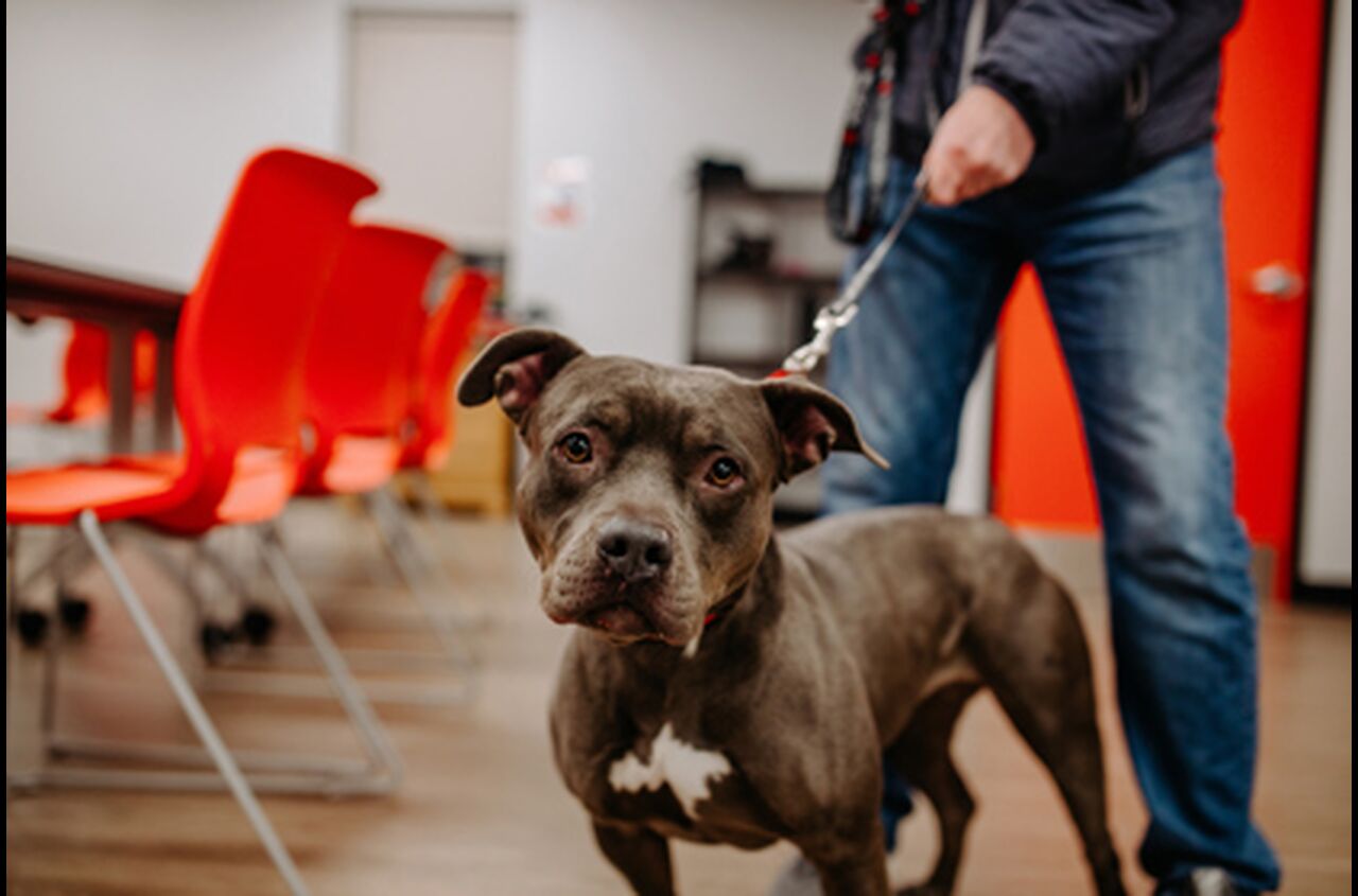 Brandywine Valley SPCA Foster Dogs