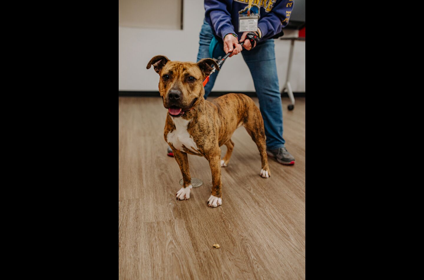 Brandywine Valley SPCA Foster Dogs