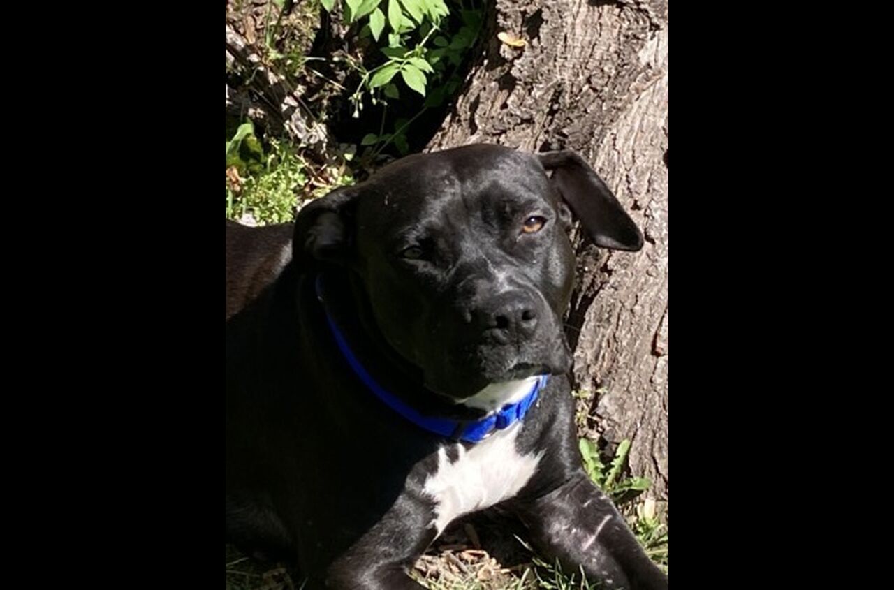 Brandywine Valley SPCA Adopt a Dog