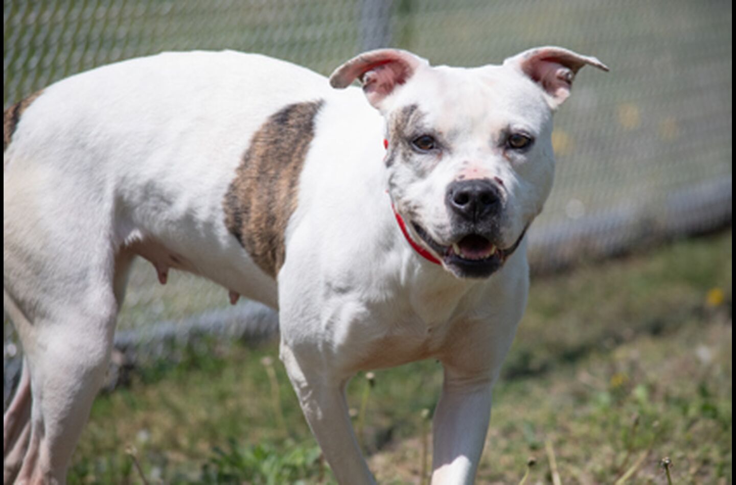 Brandywine Valley SPCA Foster Dogs