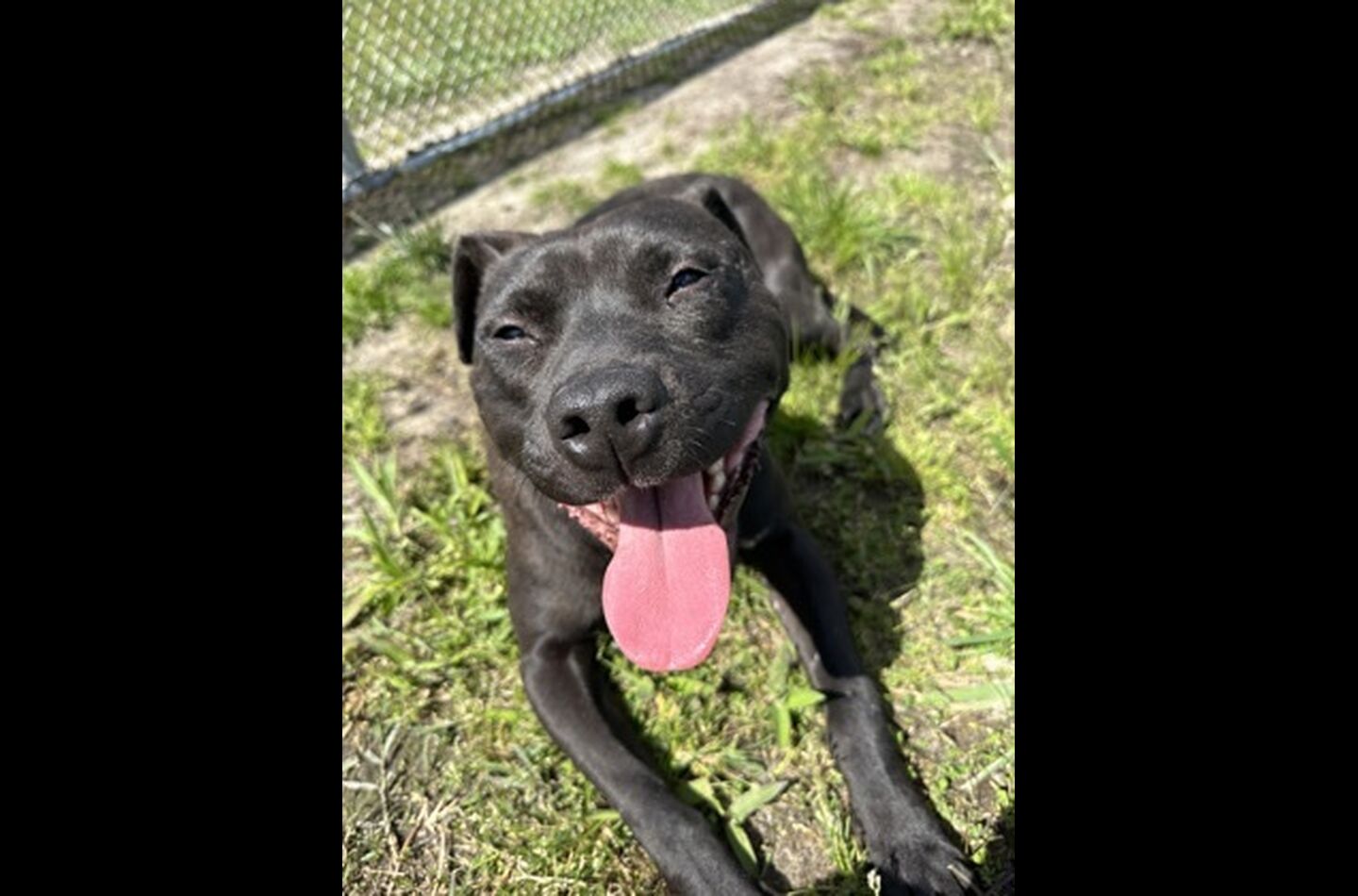 Brandywine Valley SPCA Foster Dogs