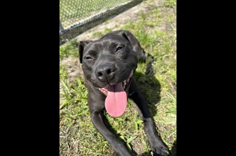 Brandywine Valley SPCA Foster Dogs