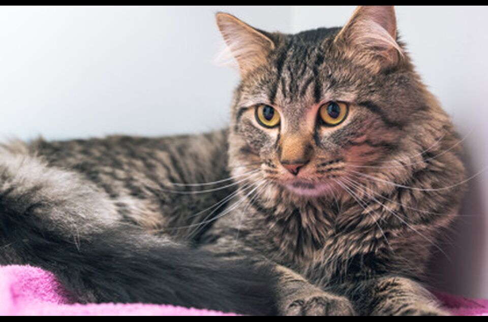 Brandywine Valley SPCA Adopt a Cat