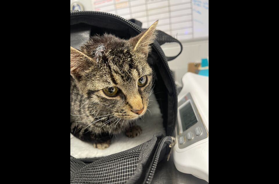 Brandywine Valley SPCA Foster Cats