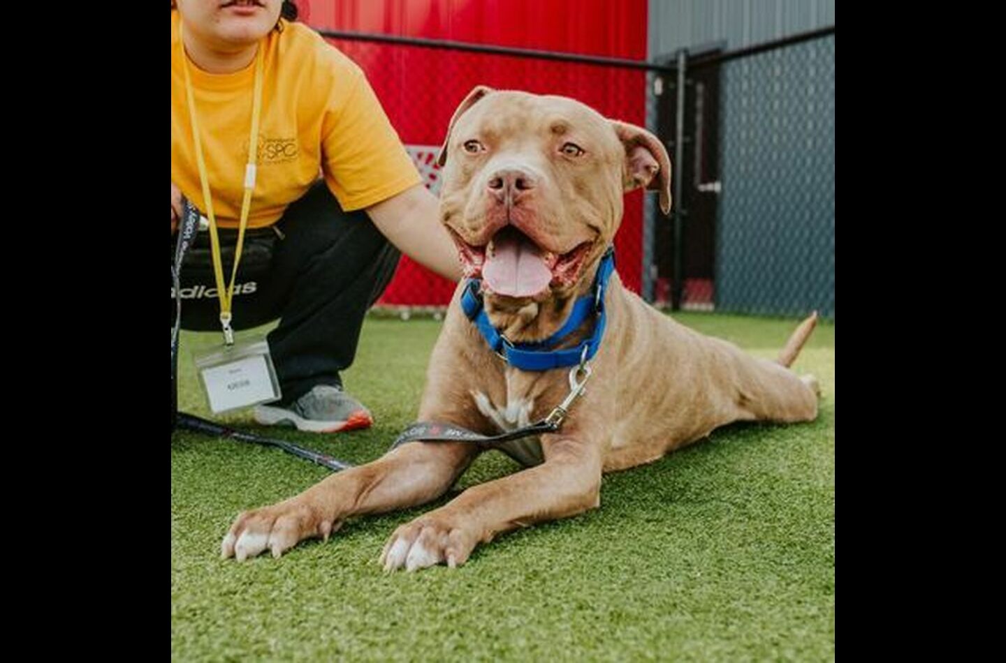 Brandywine Valley SPCA Adopt a Dog