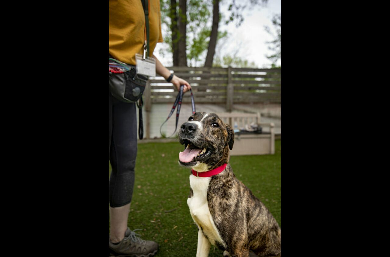 Brandywine Valley SPCA Adopt a Dog
