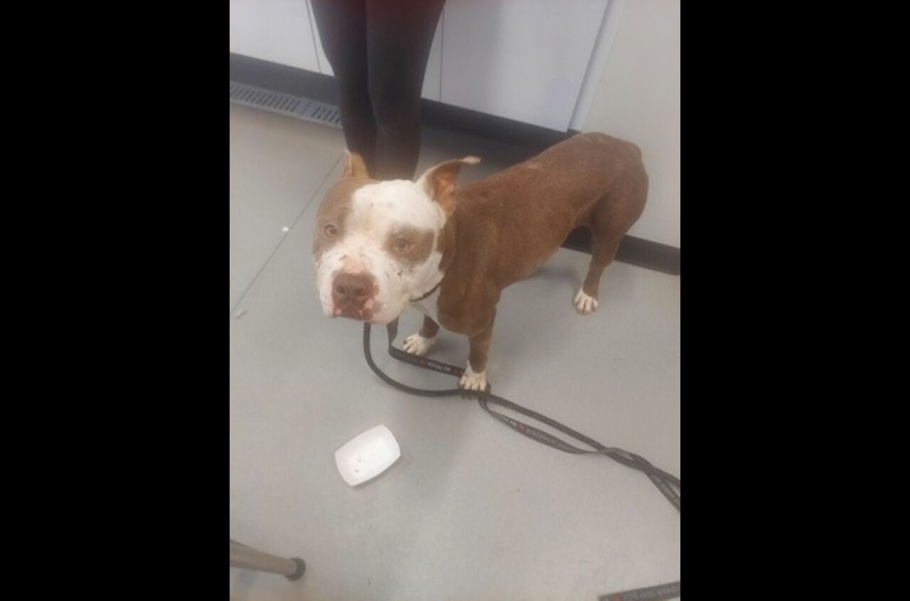 Brandywine Valley SPCA Foster Dogs