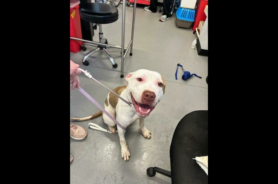 Brandywine Valley SPCA Adopt a Dog