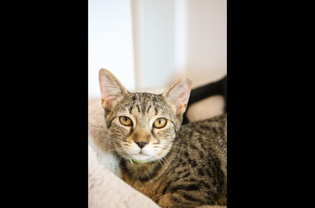 Brandywine Valley SPCA Adopt a Cat