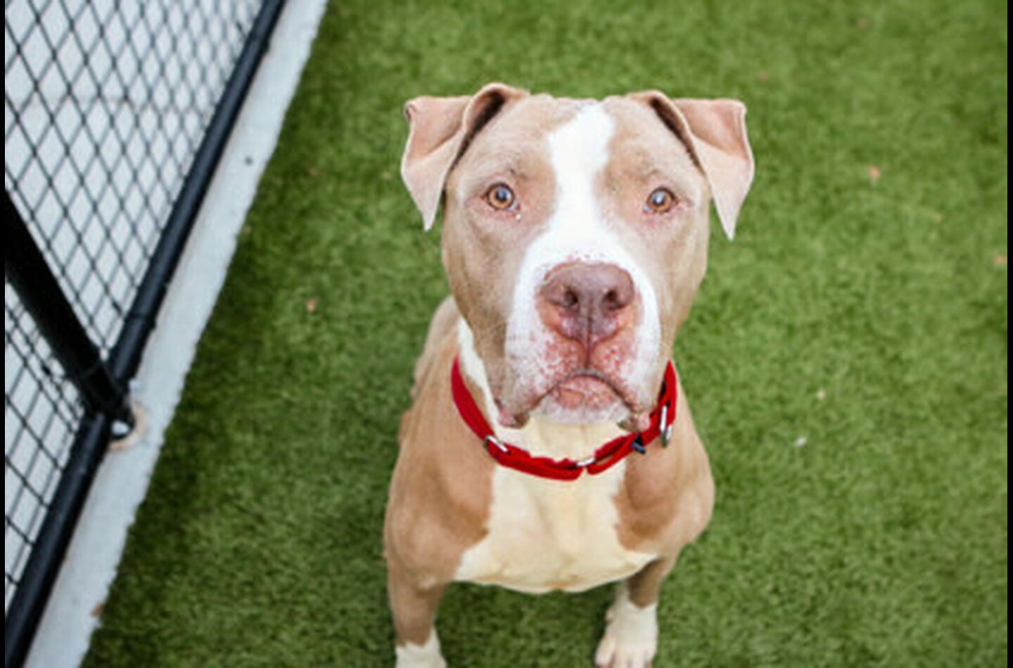 Brandywine Valley SPCA Adopt a Dog