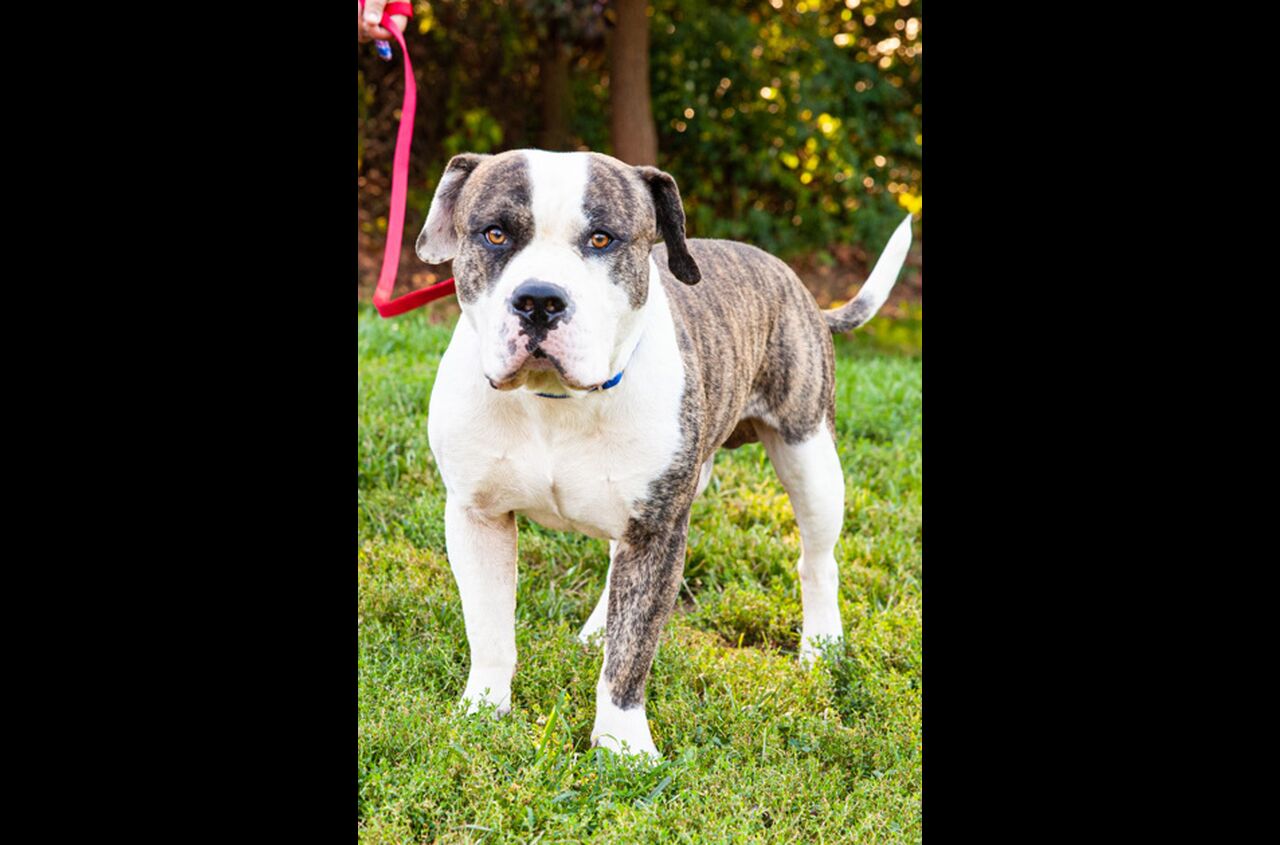 Brandywine Valley SPCA Adopt a Dog