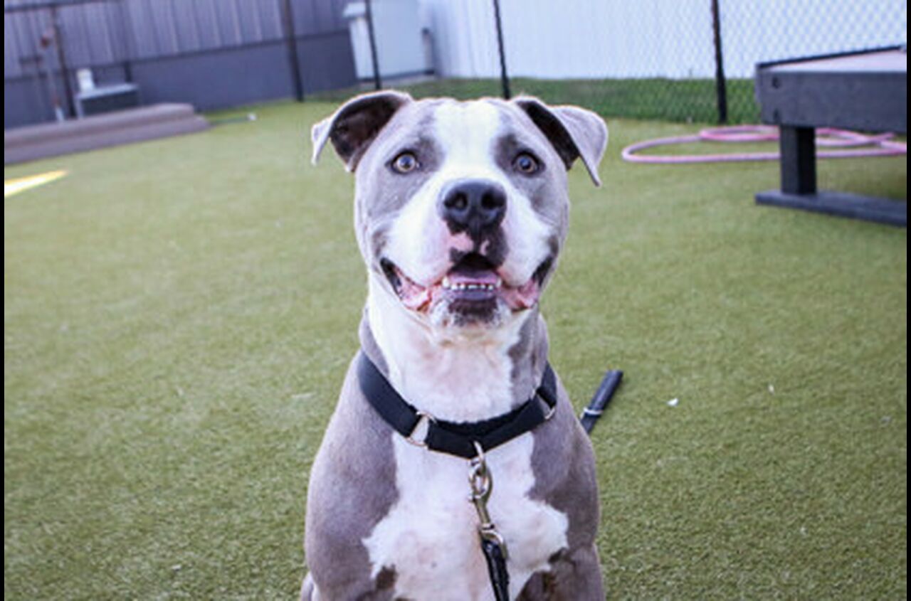 Brandywine Valley SPCA Adopt a Dog