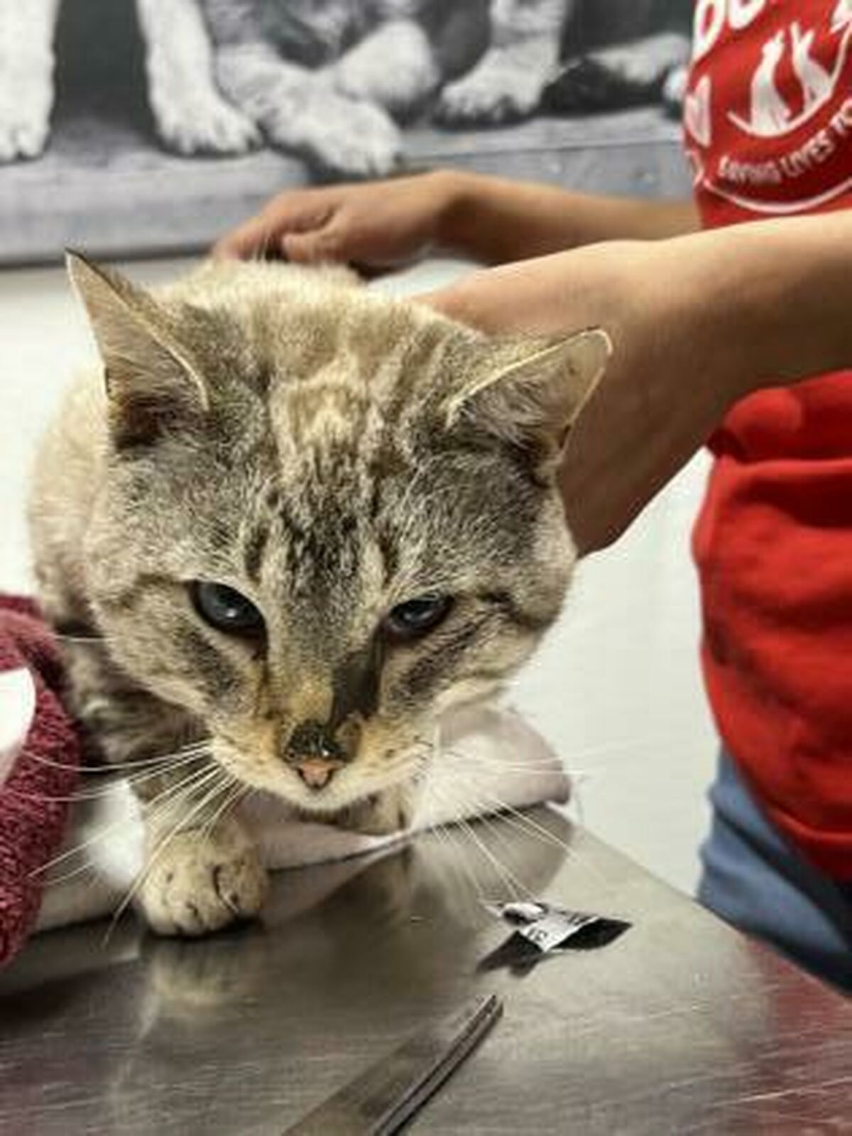 Brandywine Valley SPCA Foster Cats