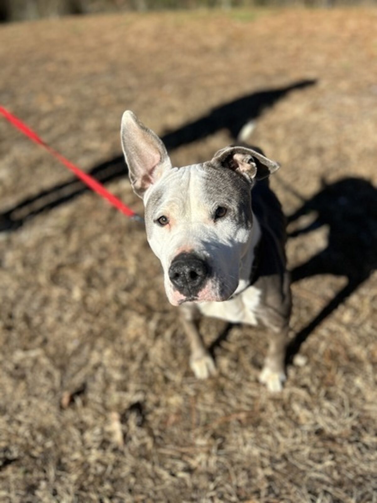 Brandywine Valley SPCA Diamond