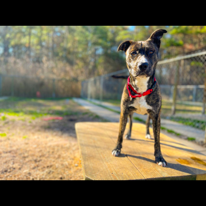 Brandywine Valley SPCA Sucy