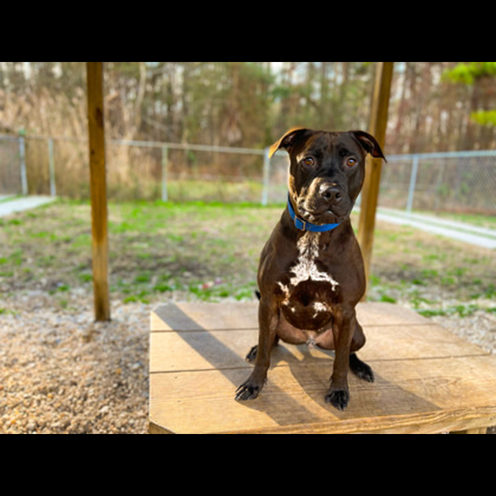 Brandywine Valley SPCA Thatcher