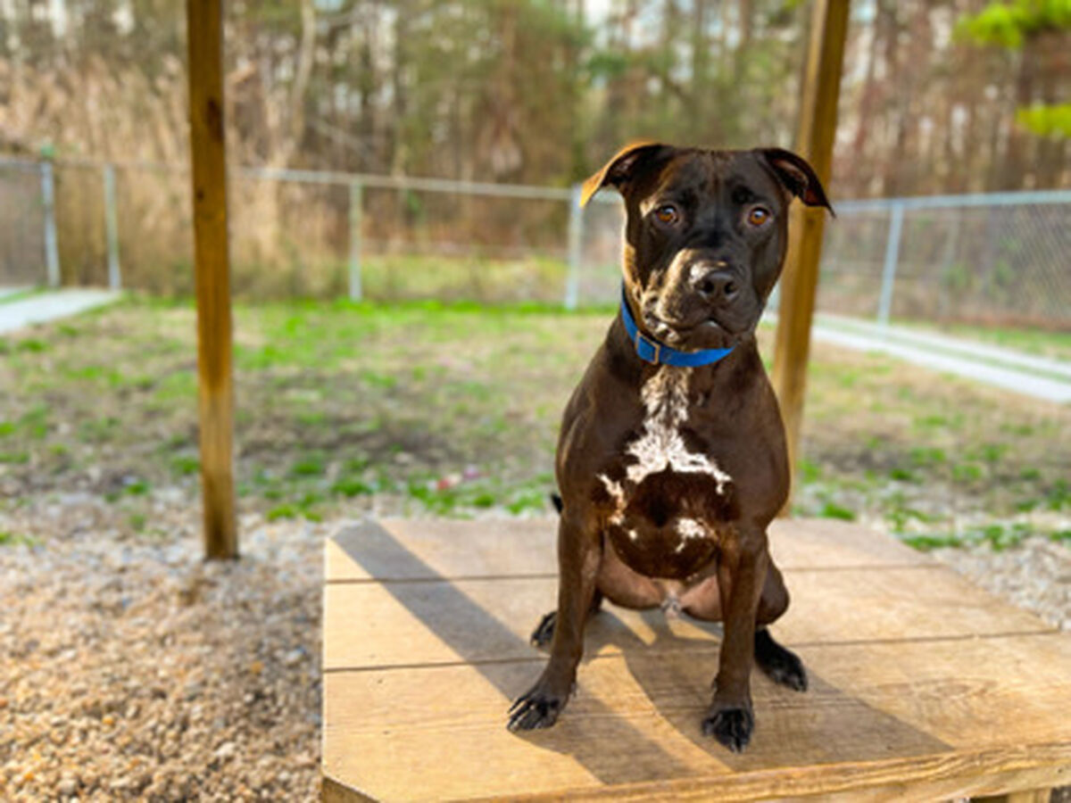 Brandywine Valley SPCA Thatcher