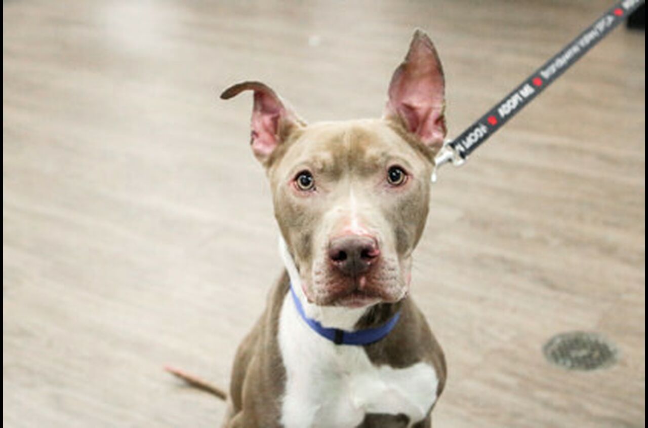 Brandywine Valley SPCA Foster Dogs