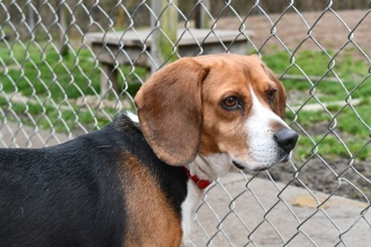 Brandywine Valley SPCA Pretzel