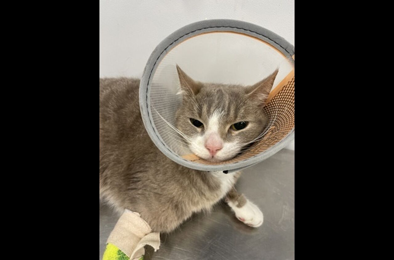 Brandywine Valley SPCA Foster Cats