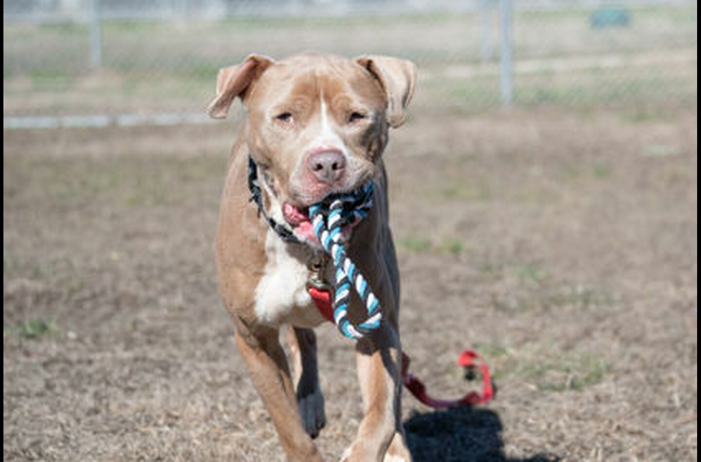Brandywine Valley SPCA Foster Dogs
