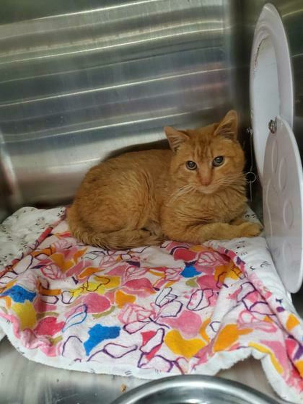 Brandywine Valley SPCA Foster Cats