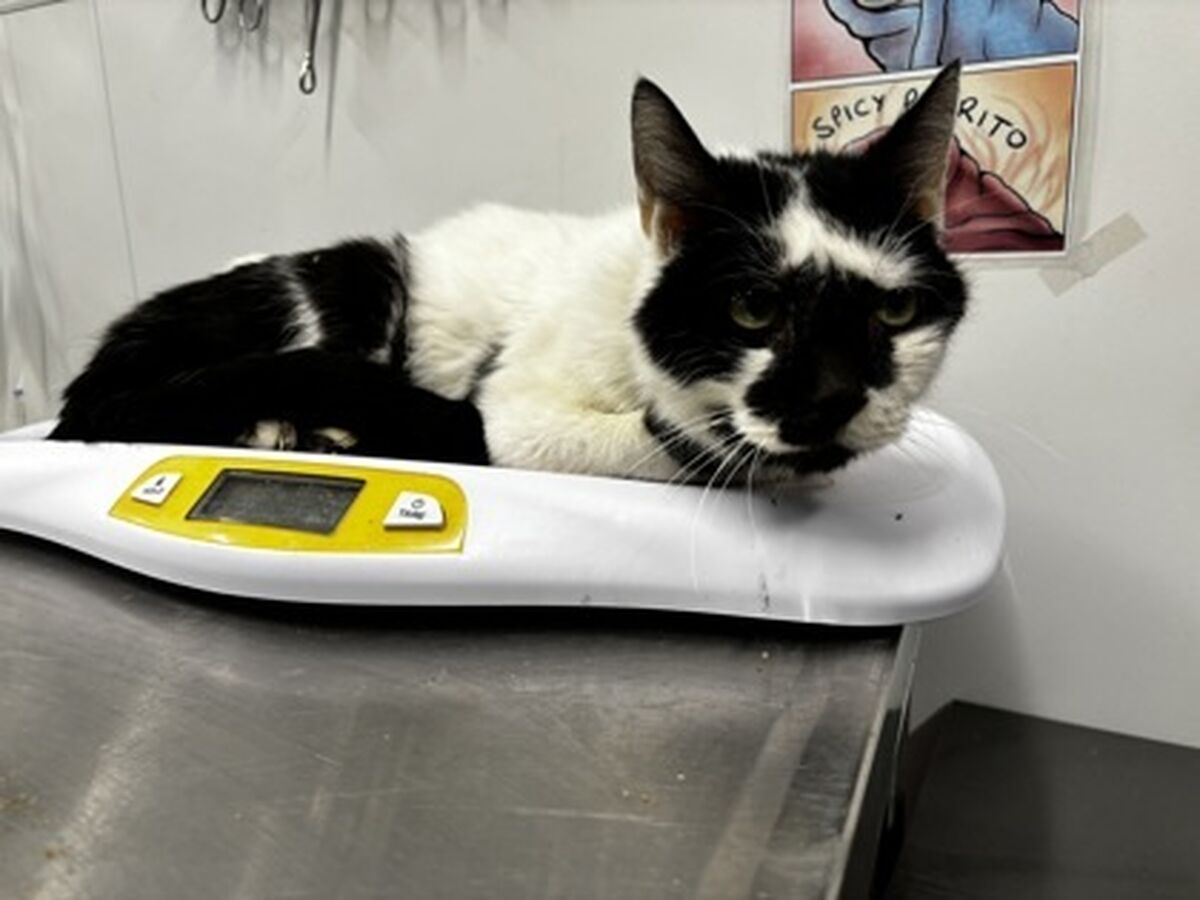 Brandywine Valley SPCA Foster Cats