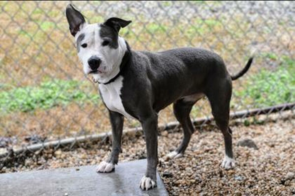 Brandywine Valley SPCA Diamond