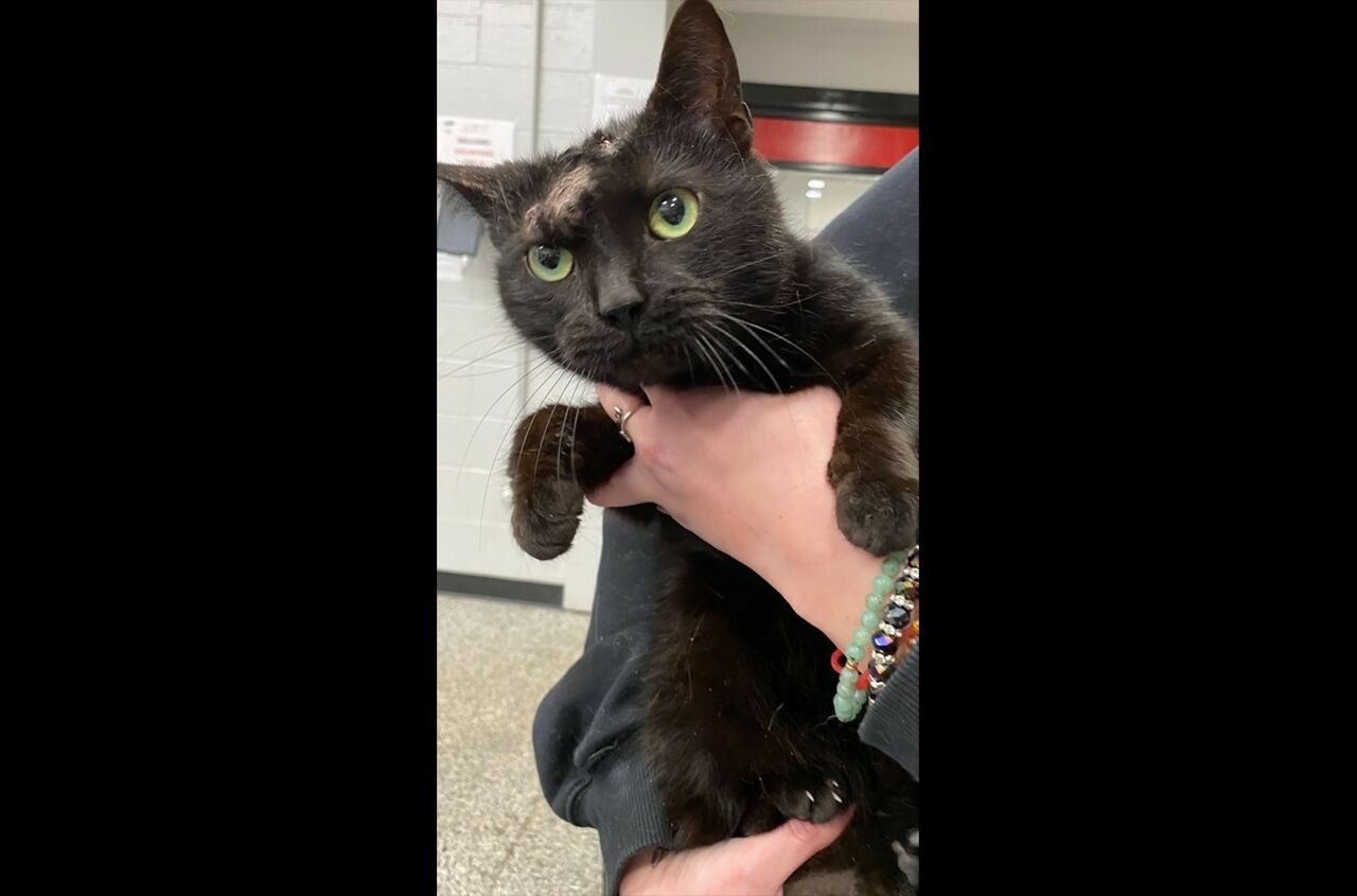 Brandywine Valley SPCA Foster Cats