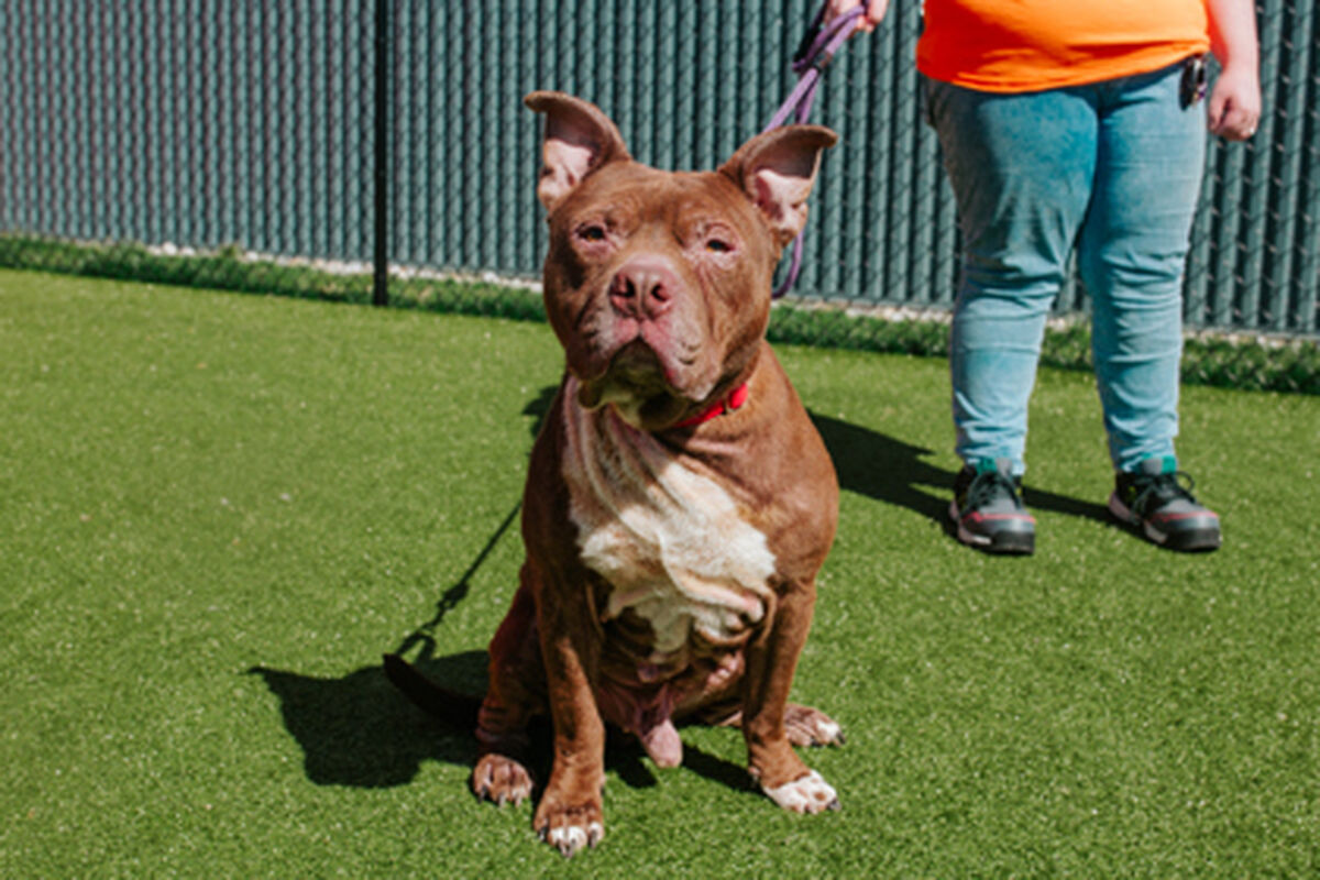 Brandywine Valley SPCA Foster Dogs