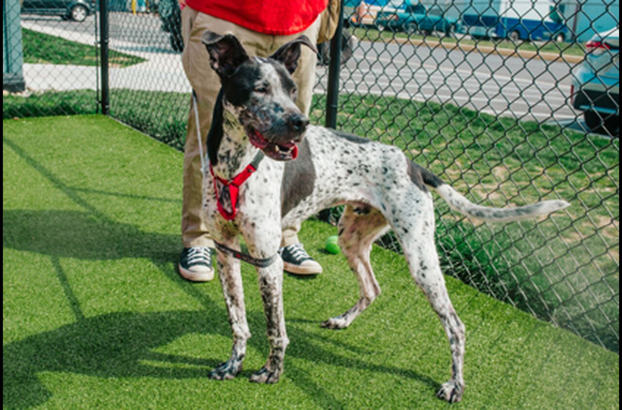 Brandywine Valley SPCA Buck
