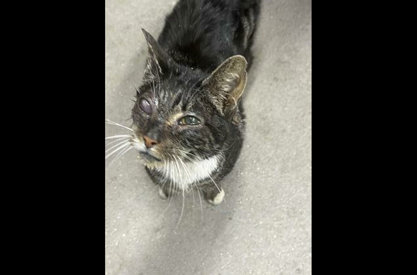 Brandywine Valley SPCA Foster Cats