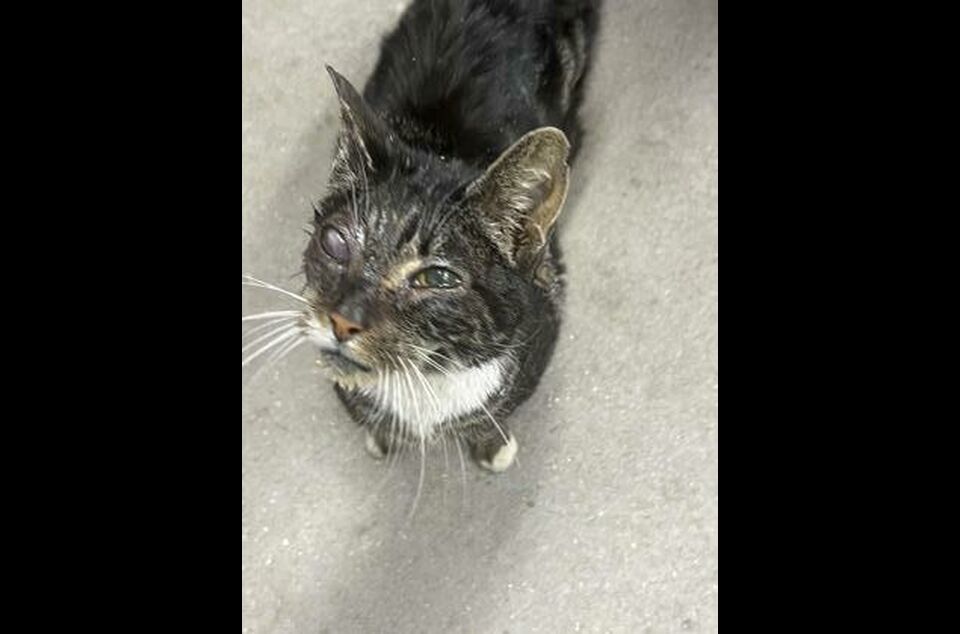 Brandywine Valley SPCA Foster Cats