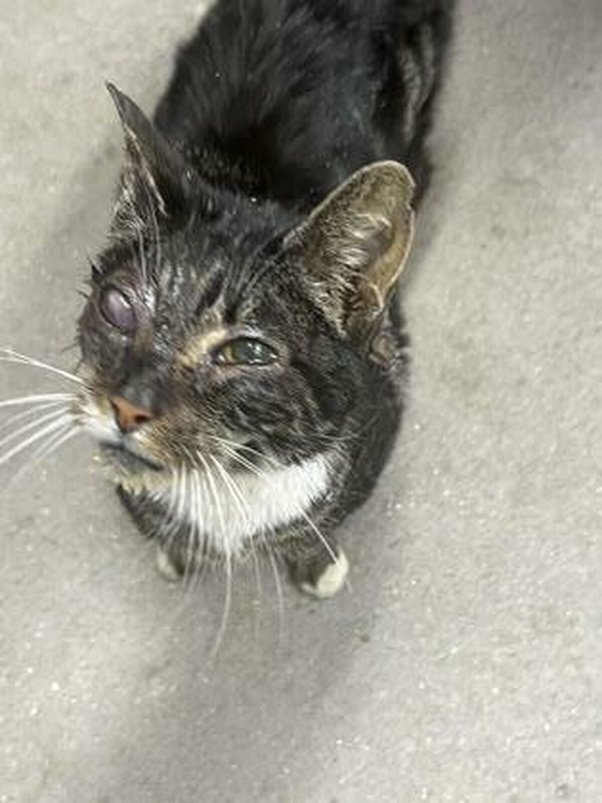 Brandywine Valley SPCA Foster Cats