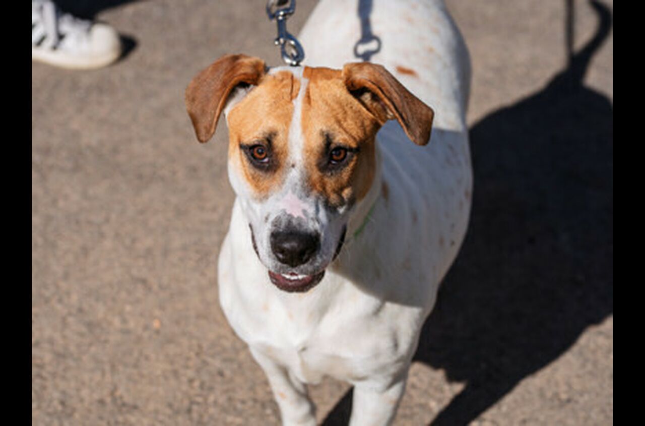 Brandywine Valley SPCA Adopt a Dog