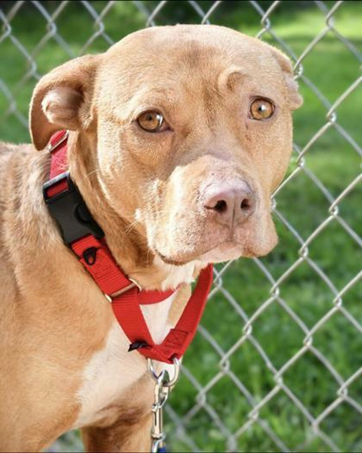 Brandywine Valley SPCA Jewel