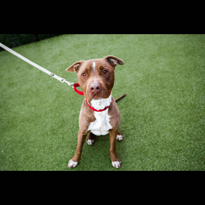 brandywine-valley-spca-jax