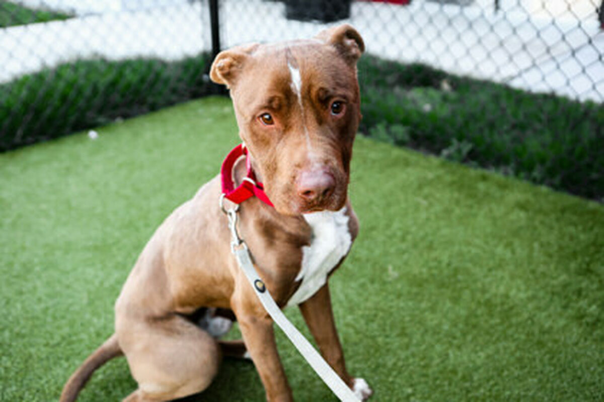 brandywine-valley-spca-jax