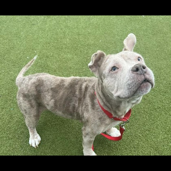 Brandywine Valley SPCA Fiona