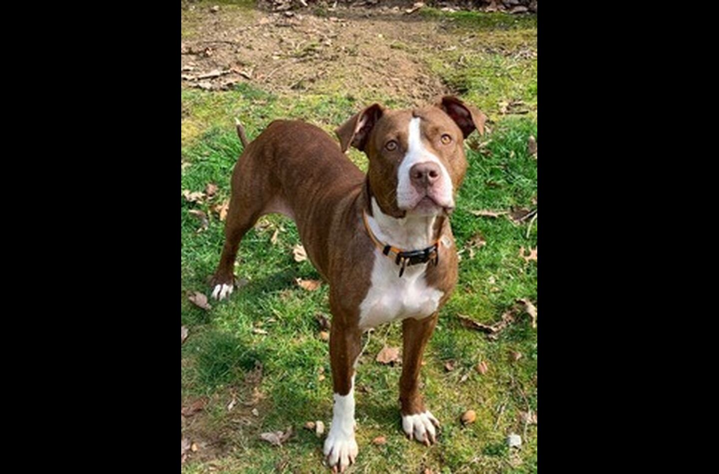 Brandywine Valley SPCA Foster Dogs