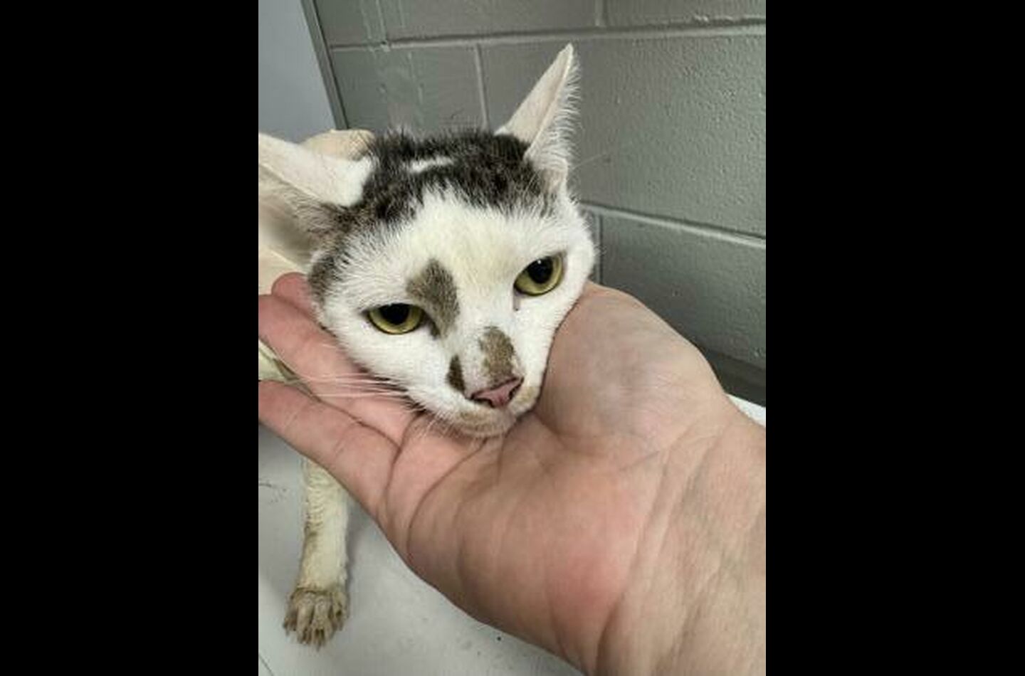 Brandywine Valley SPCA Foster Cats