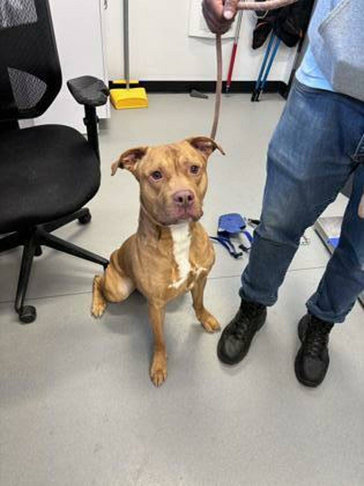 Brandywine Valley SPCA Foster Dogs