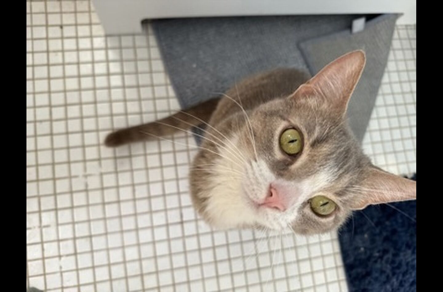 Brandywine Valley SPCA Foster Cats