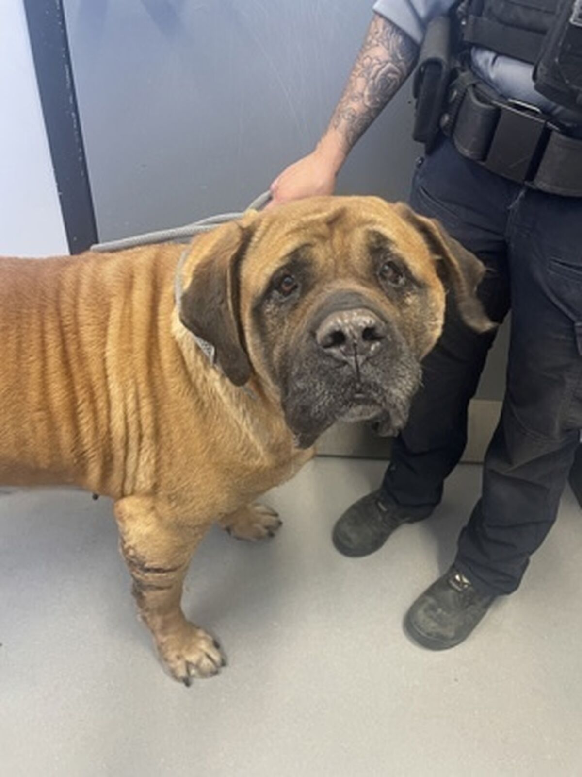 Brandywine Valley SPCA Foster Dogs