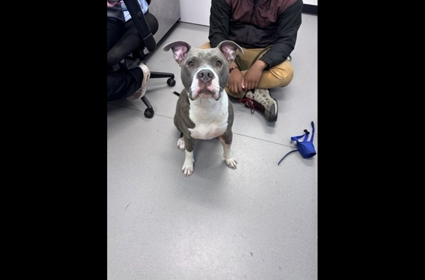 Brandywine Valley SPCA Foster Dogs