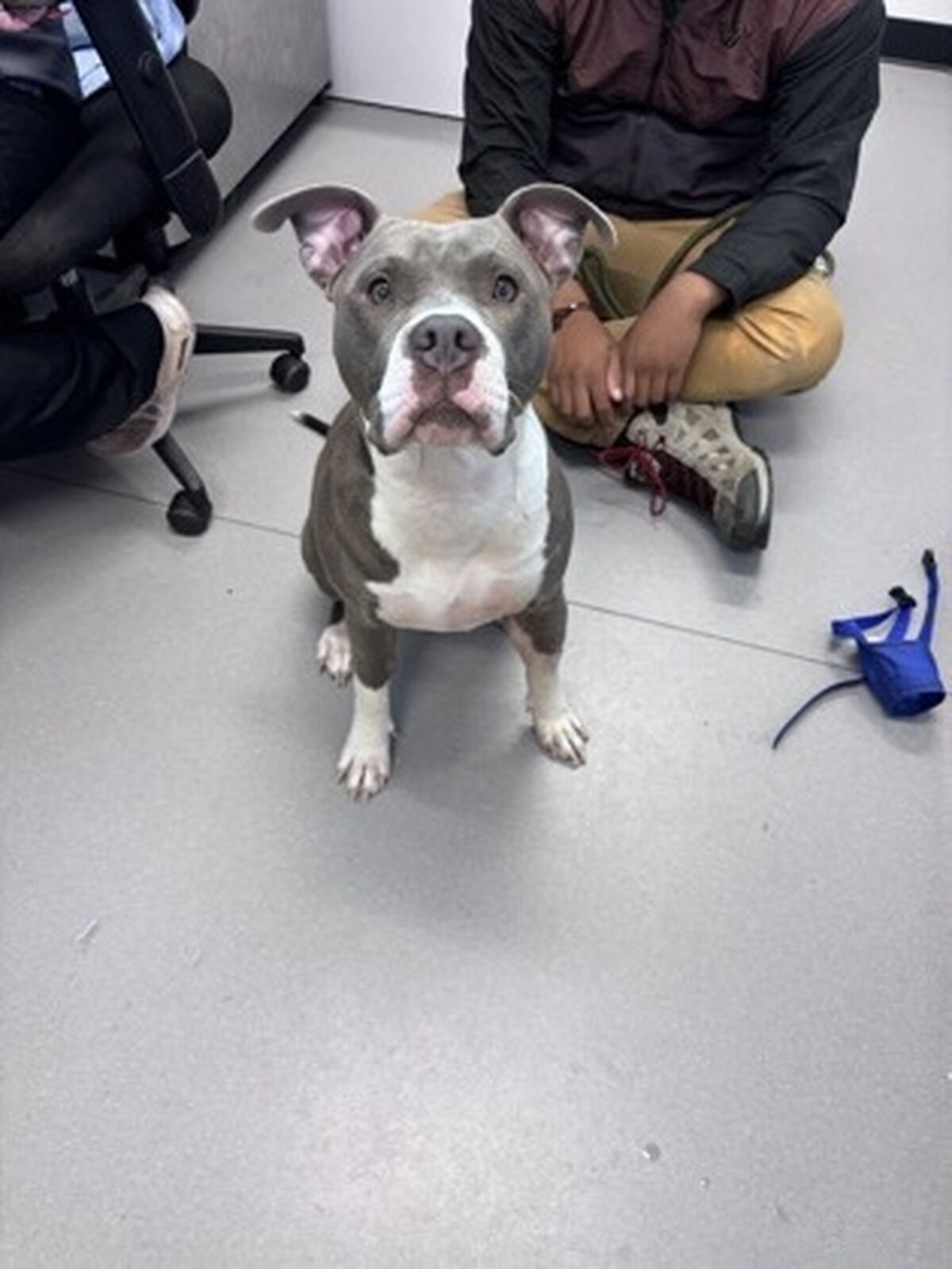 Brandywine Valley SPCA Foster Dogs